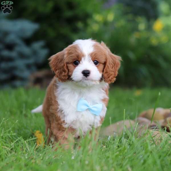 Cody, Cavapoo Puppy